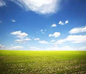 Canvas Print - Field