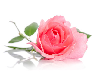 beautiful single pink rose lying down on a white background