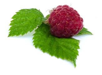 One berry raspberry on a green leaf