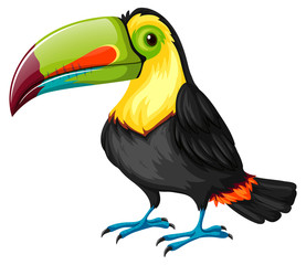 Wall Mural - Toucan bird on white background