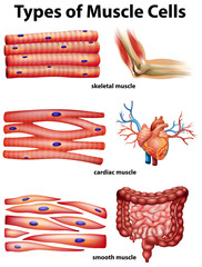 Wall Mural - Diagram showing types of muscle cells