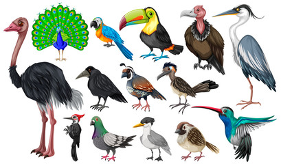 Set of wild birds