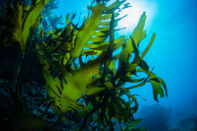 Green Seaweed Dancing In The Sea