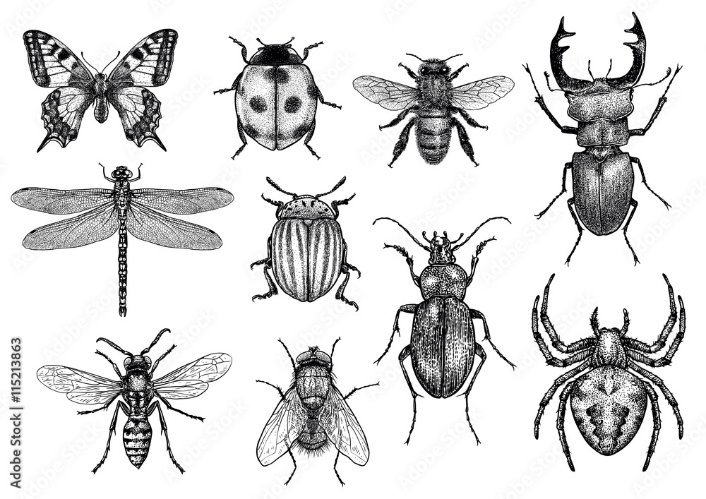 engraved, drawn, illustration, insects Stock Vector | Adobe Stock