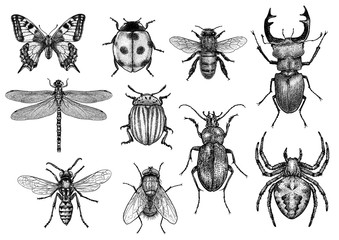 engraved, drawn,  illustration, insects