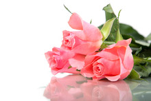 Three Pink Roses Isolated On White Background