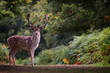 © robertharding - Fallow deer (Dama dama) in an autumnal forest, Bradgate
