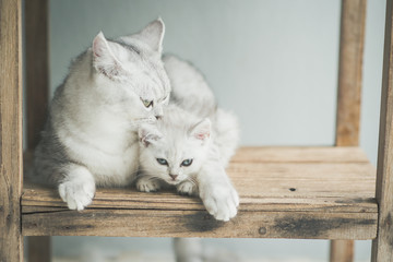 Wall Mural - Cute kitten lying