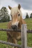 Fototapeta Konie - horse in the farm