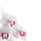 Fototapeta Kwiaty - orchids flowers