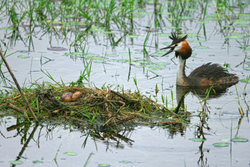 Eared grebe