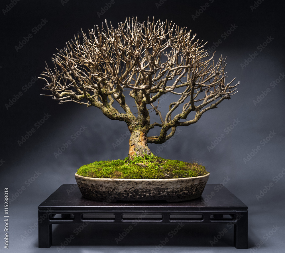 Stock-Foto Bonsai Fuchsie im Winter | Adobe Stock