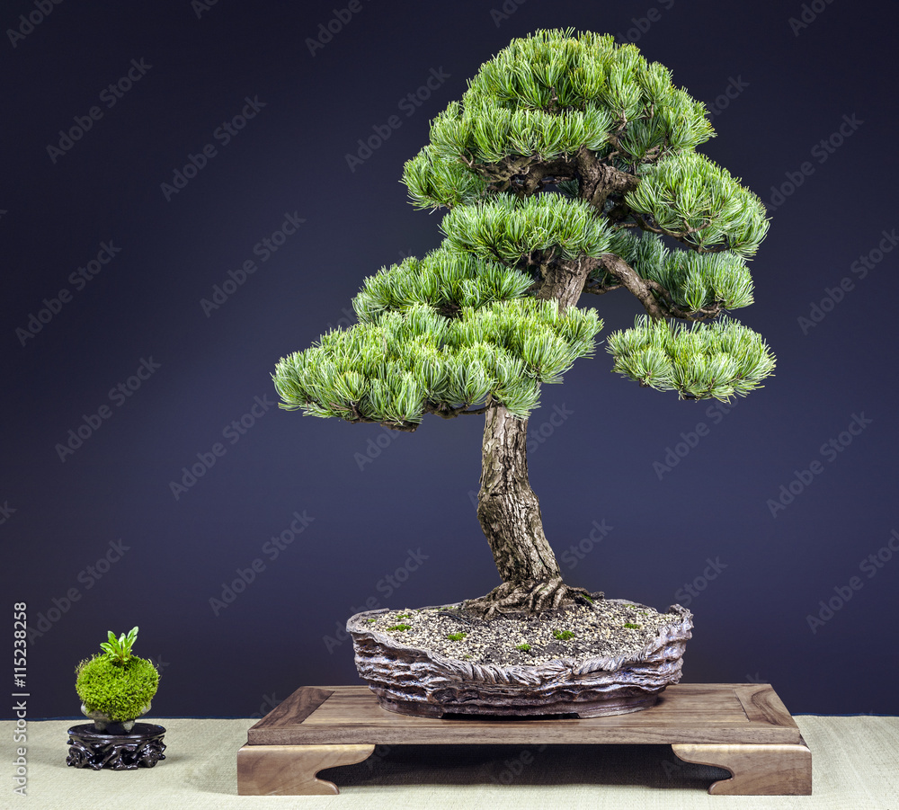 dracaena reflexa lam DRACAENA REFLEXA , 100 cm – Kingplanters