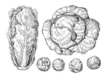 Cabbage Hand Drawn Vector Illustrations Set.