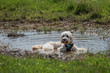 © abr68 - Hund liegt im Wasser