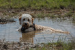© abr68 - Hund liegt im Wasser