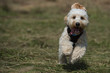 © abr68 - Hund rennt auf wiese