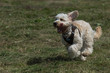 © abr68 - Hund läuft auf wiese