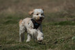 © abr68 - Hund rennt auf wiese