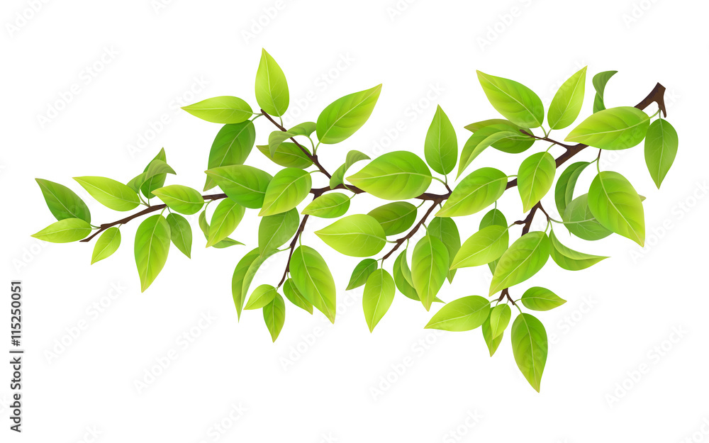 Tree branch with green leaves. Detailed vector plant, isolated on white background. - obrazy, fototapety, plakaty 