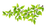 Fototapeta  - Tree branch with green leaves. Detailed vector plant, isolated on white background.
