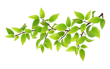 Tree branch with green leaves. Detailed vector plant, isolated on white background.