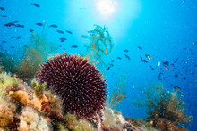 Sea Urchin Underwater Close Up Macro Detail
