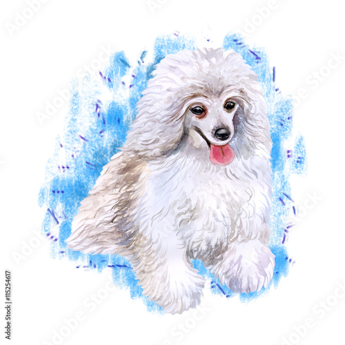 Watercolor Closeup Portrait Of Cute Toy Poodle Breed Dog Isolated