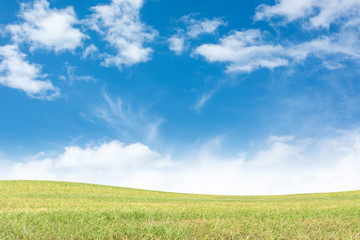 Background green grass and blue sky