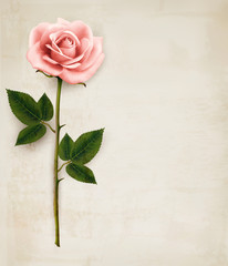 Poster - Single pink rose on an old paper background. Vector.
