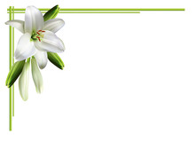 Greeting Card, Or Wedding Invitation, With White Lilies.