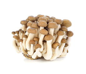 Canvas Print - shimeji mushrooms brown varieties on white background.