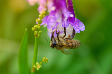 Bee on a  lilac (purple) flower . Macro of honey bee (Apis) on f