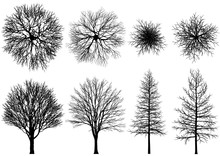 Bare Tree.
Vector Trees Isolated On A White Background.