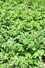 Canvas Print - green potato bushes in garden