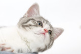 Fototapeta Koty - Gray kitten lies on a white background and looking to the side.