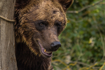 big male bear closeup