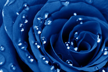 Blue Rose With Water Drops