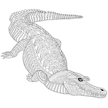 Zentangle Stylized Cartoon Crocodile (alligator) Isolated On A White. Hand Drawn Sketch For Adult Antistress Coloring Page, T-shirt Emblem, Logo, Tattoo With Doodle, Zentangle, Floral Design Elements