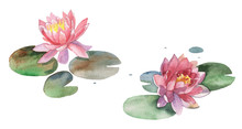 Watercolor Lily