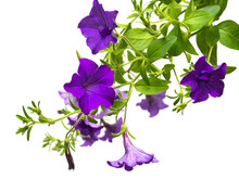 Flowers Purple Petunias