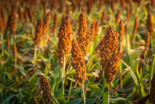Selective Soft Focus Of Sorghum Field In Sun Light