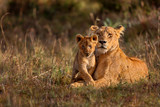 Fototapeta Sawanna - Lion mother of Notches Rongai Pride with cub in Masai Mara, Kenya