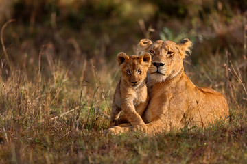 lion mother of notches rongai pride with cub in masai mara, kenya