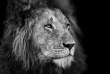 Fototapeta Sawanna - Portrait of a big Lion from Rekero Pride in Masai Mara, Kenya