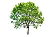 Isolated Green Tree