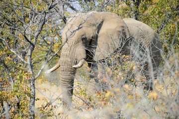 Wall Mural - Elephants, Etosha National Park, Namibia