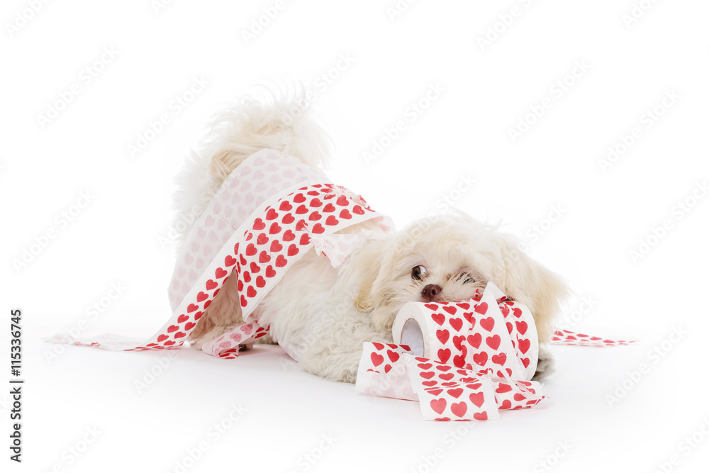 Téléchargement gratuit Images Papier Peint Jeune Chien Shih Tzu Jouant Avec Rouleau De Papier le plus cool salutations