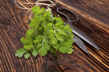 Wall Mural - Fresh cilantro on wooden table.