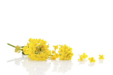 Wall Mural - Rapeseed flower isolated on white.